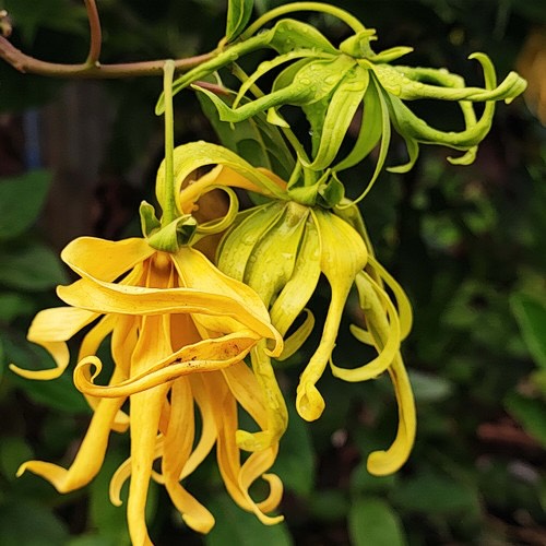 Ylang Ylang - Kagu-Aasia vihmametsadest pärit kollaste õitega taim on hinnatud oma rikkaliku eeterliku õli poolest, mida kasutatakse juba sajandeid selle hooldavate ja meeli rahustavate omaduste tõttu. See õli on kasutusel RAAW Alchemy toodetes, sertifitseeritud orgaaniline ja puhas koostis.